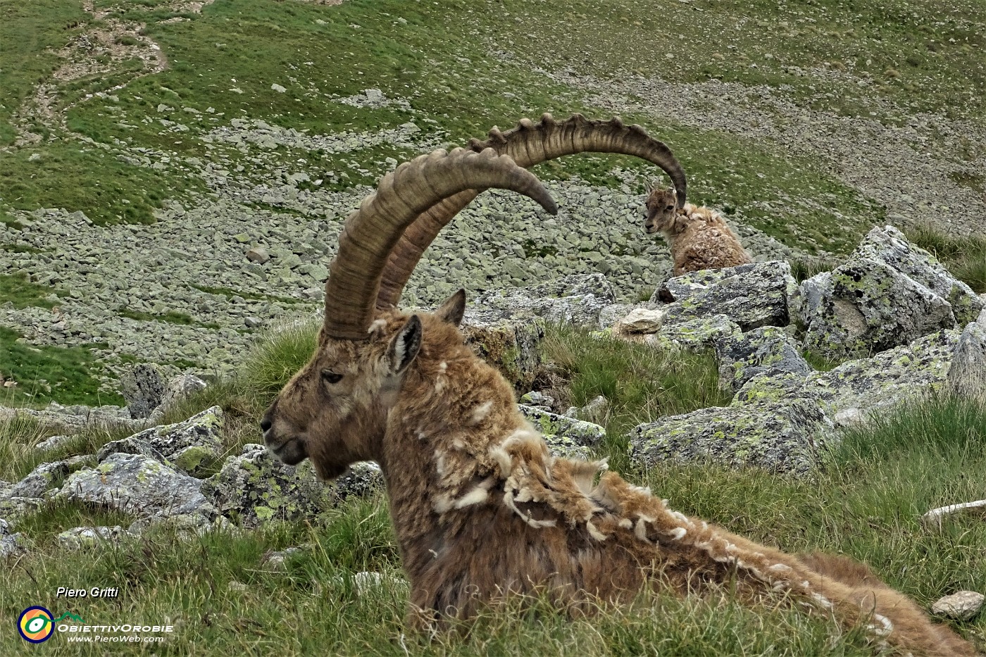 77 Il mio manto peloso in fase di muta per l'estate ormai arrivata.JPG